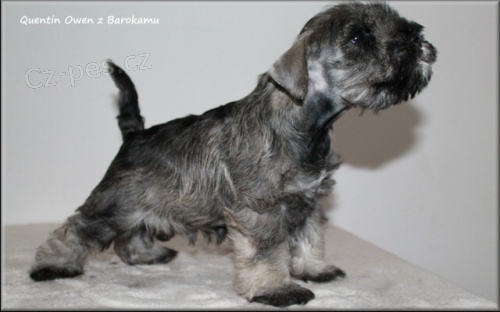 Kn�ra� mal� pep� a s�l s PP