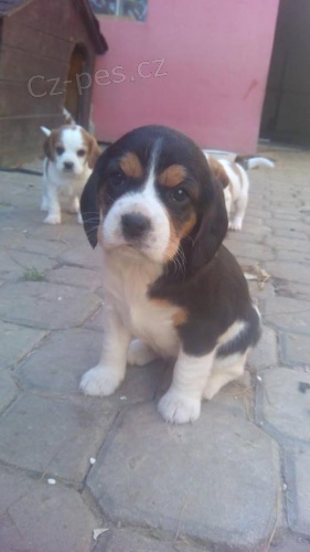 �t�n�tka b�gla