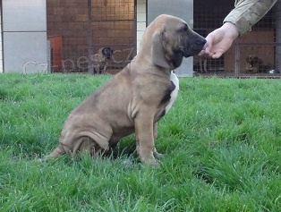 Posledn� �te�a Brazilsk� Fily na predaj