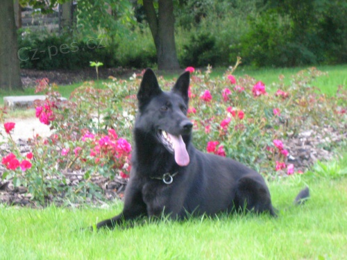 N�meck� ov��k - prod�m �t��ata