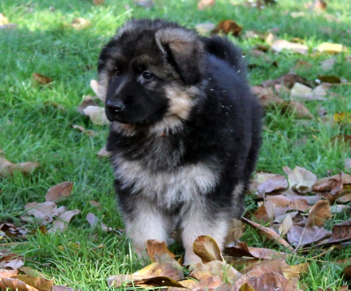 Dlouhosrst� pejsek NO S PP (REX)