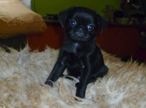 Brabantsk� grifonek, vesel�, p��telsk�, spole�ensk� pejsek.