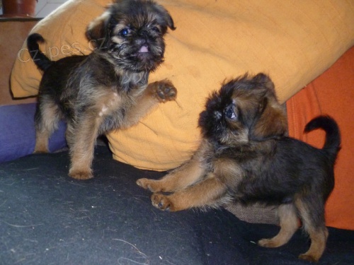 Grifonek bruselsk�, vesel�, p��telsk�, spole�ensk� pejsek.