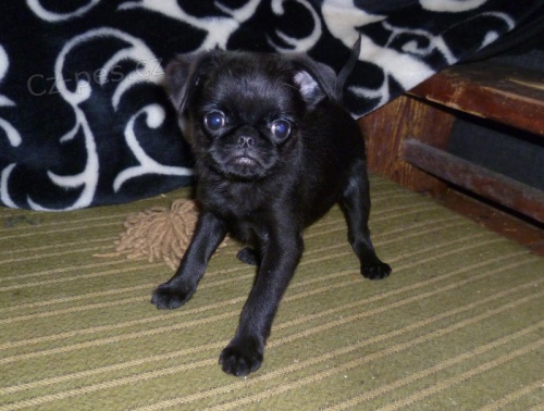 Grifonek brabantsk�, vesel�, p��telsk�, spole�ensk� pejsek.