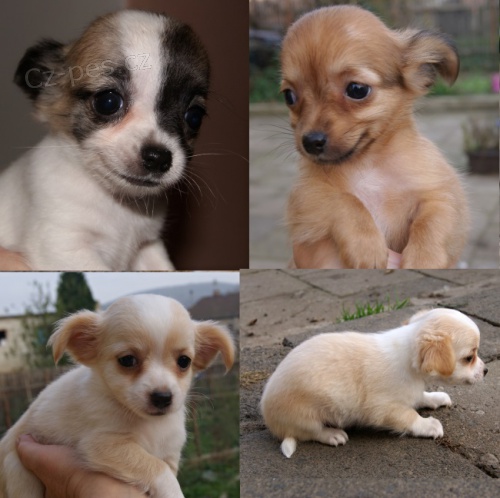 �ivava dlouhosrst�