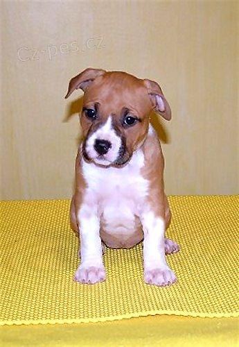 Americk� staford��rsk� terier