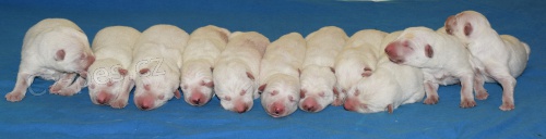 B�l� �v�carsk� Ov��k s PP