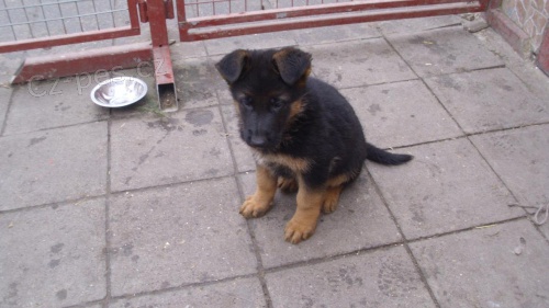 Nab�z�m n�dhern� �t��ata NO