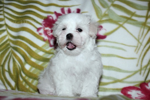 V�jime�n� �t���tka malt�z��k� s PP