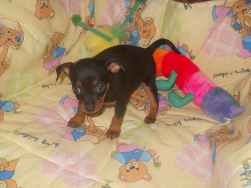 PRA�SK� KRYSA��K-V�NO�N� �T�N�TKA