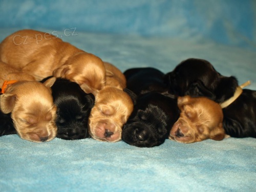 Kr�sn� �t���tka kok��k�