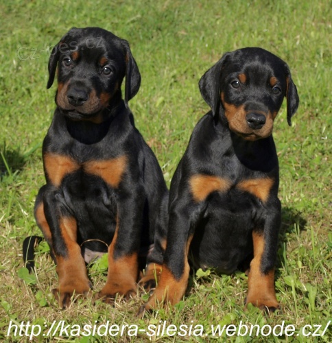 Dobrman - �t���tka s PP