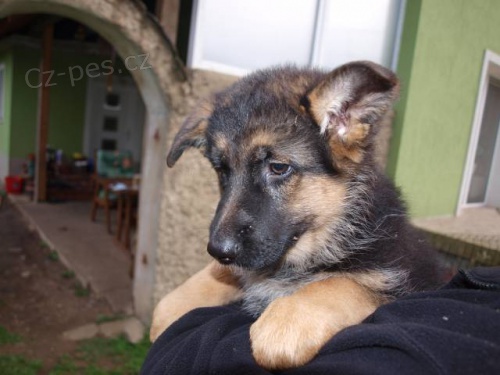 N�meck� ov��k - �t��ata