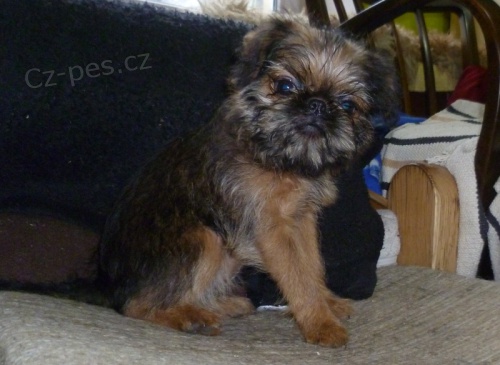 Grifonek bruselsk�, vesel�, p��telsk�, spole�ensk� fene�ka.