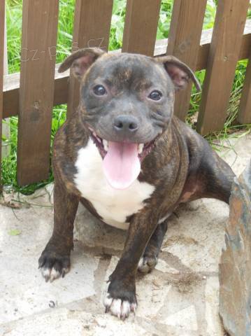 Staford��rsk� bullterier s PP