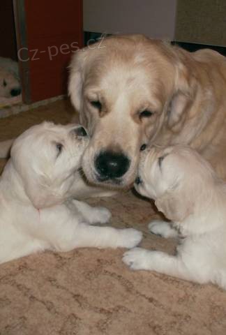 �t���tka Zlat�ho retrievera