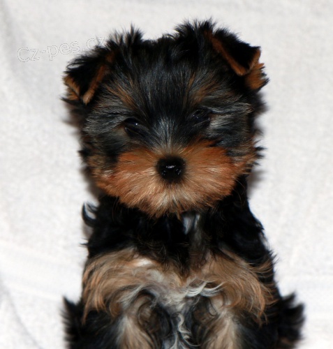 �t��ata jork��rsk�ho teri�ra