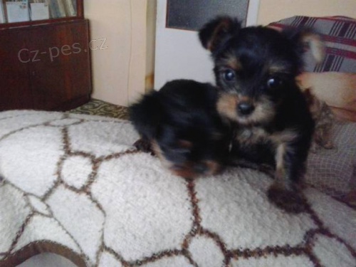 Prod�m �t���tka jork��ra bez PP.