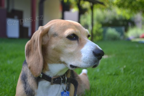 Prod�m �t��ata b�gla bez PP.