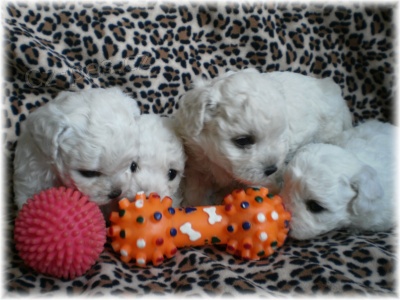 Bi�onek fris� - �t���tka