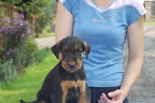Erdelterier - Airedale terier - �t��ata