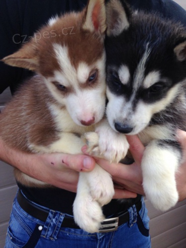Kr�sn� Sibi�sk� husky �t��ata  