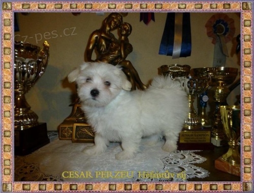 Malt�zsk� ps�k s PP