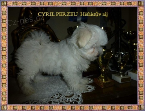 Malt�zsk� ps�k 