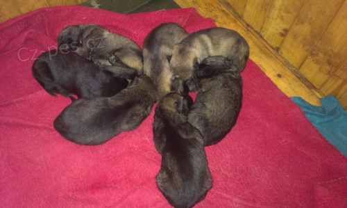 �t�n� n�meck�ho ov��ka