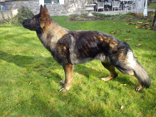 N�m. ov��k ke kryt�