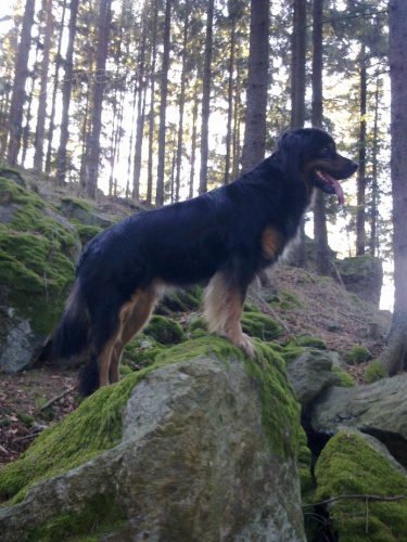 �istokrevn� �t��ata Hovawart�