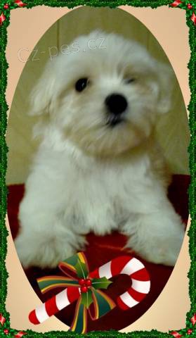 Malt�zsk� ps�k