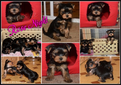 Jork��rsk� teri�r- �t���tka s PP 