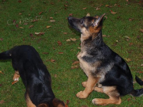 N�meck� ov��k