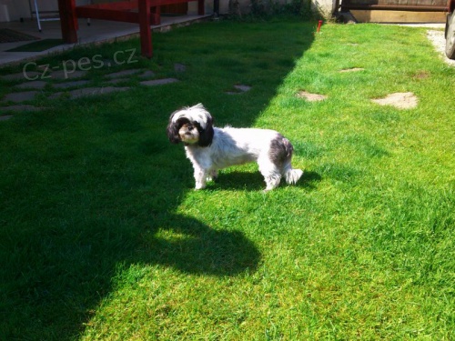 Shih-Tzu kryt� fene�ky