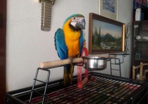  papou�ek papou�ci