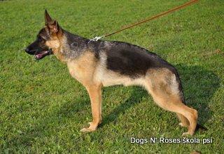 Fena N�meck�ho ov��ka