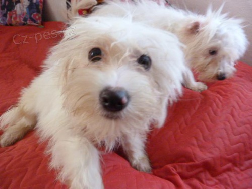 �t�n� coton de tule�r 