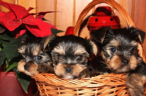 Jork��rsk� teri�r