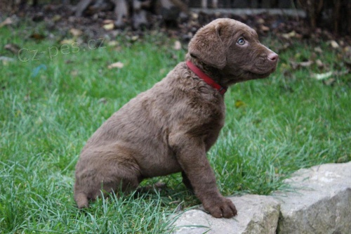 �t��ata Chesapeake bay retriever