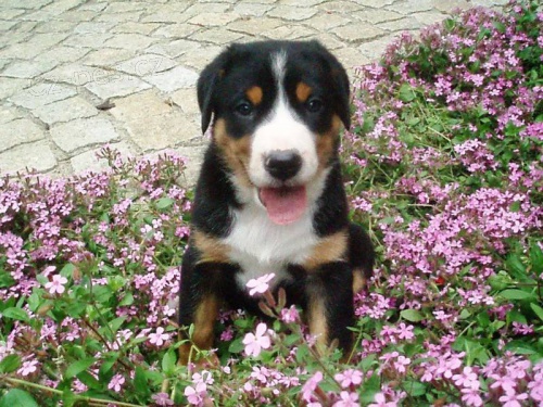 Odb�r �t���tek V�SP podzim 2015