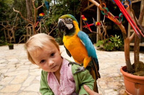 Ara ararauna papou�ci  