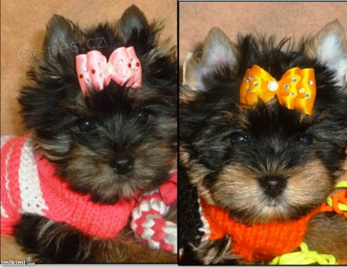 Jork��rsk� teri�r - Biewer carrier, PP IBC 