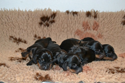 Jezev��k trpasli��/kr�li�� hladkosrst�