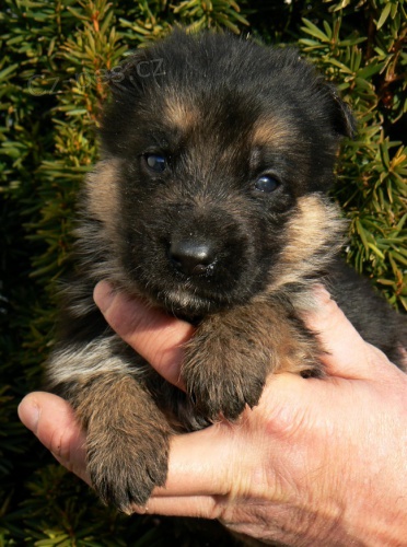 n�meck� ov��k - �t���tka