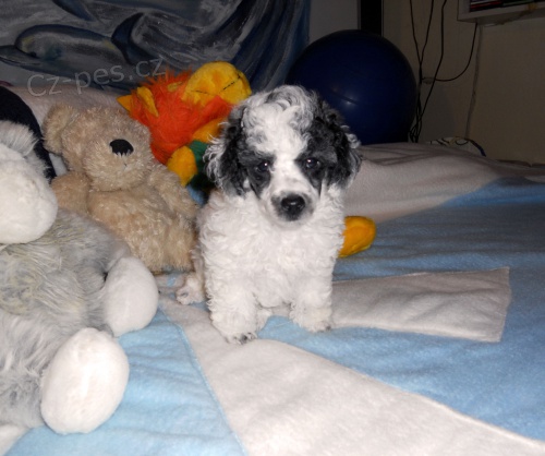 Pudl harlek�n s PP