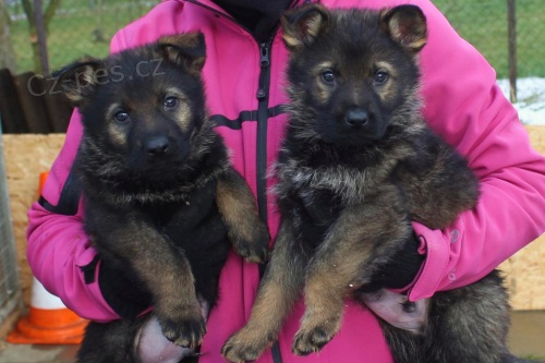 �t��ata NO - pes i fena