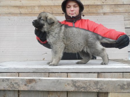 N�meck� ov��k s PP