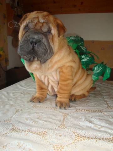 �arpej, Shar- pei