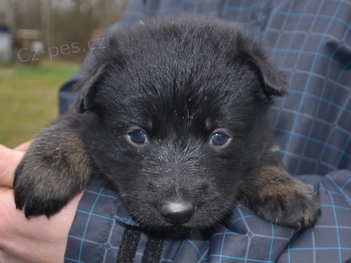 n�meck� ov��k - �t��ata s PP